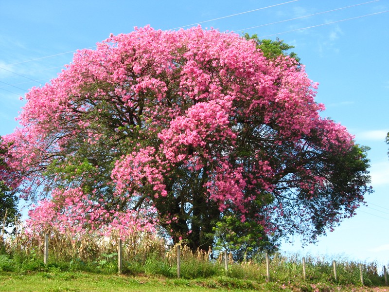 Silk-Floss Tree photo 2
