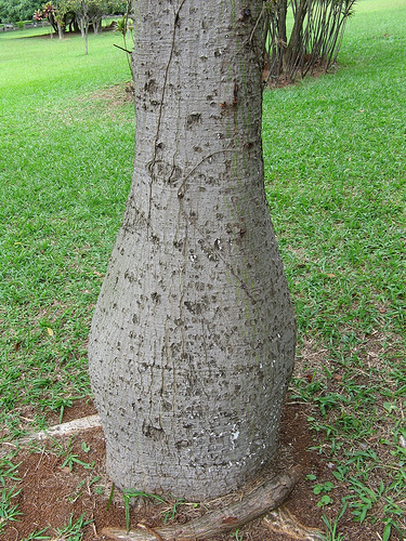 Silk-Floss Tree photo 3
