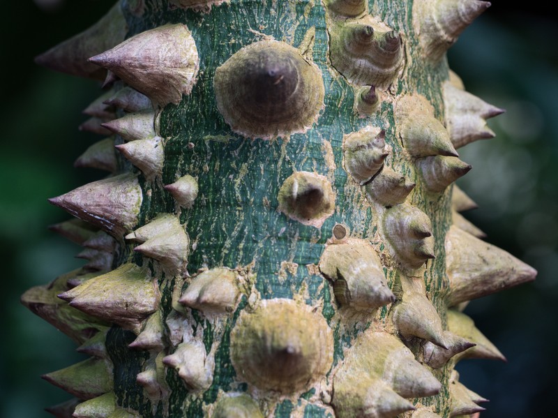 Silk-Floss Tree photo 4