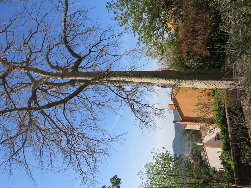 Silk-Floss Tree photo 5