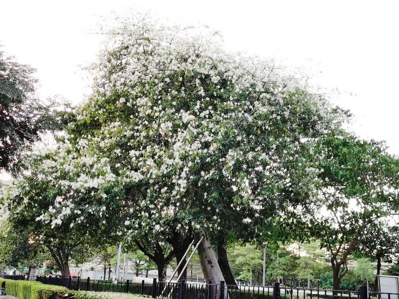 Silk-Floss Tree photo 6