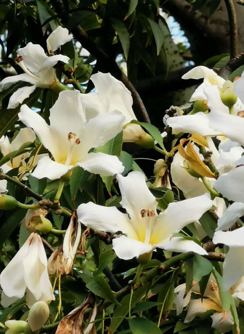 Silk-Floss Tree photo 7