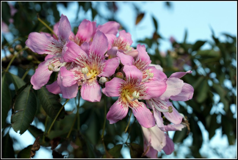 Silk-Floss Tree photo 8