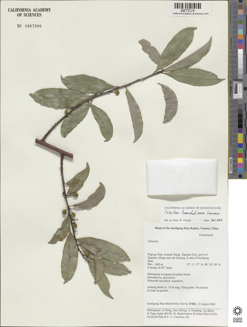 Celastrus franchetianus
