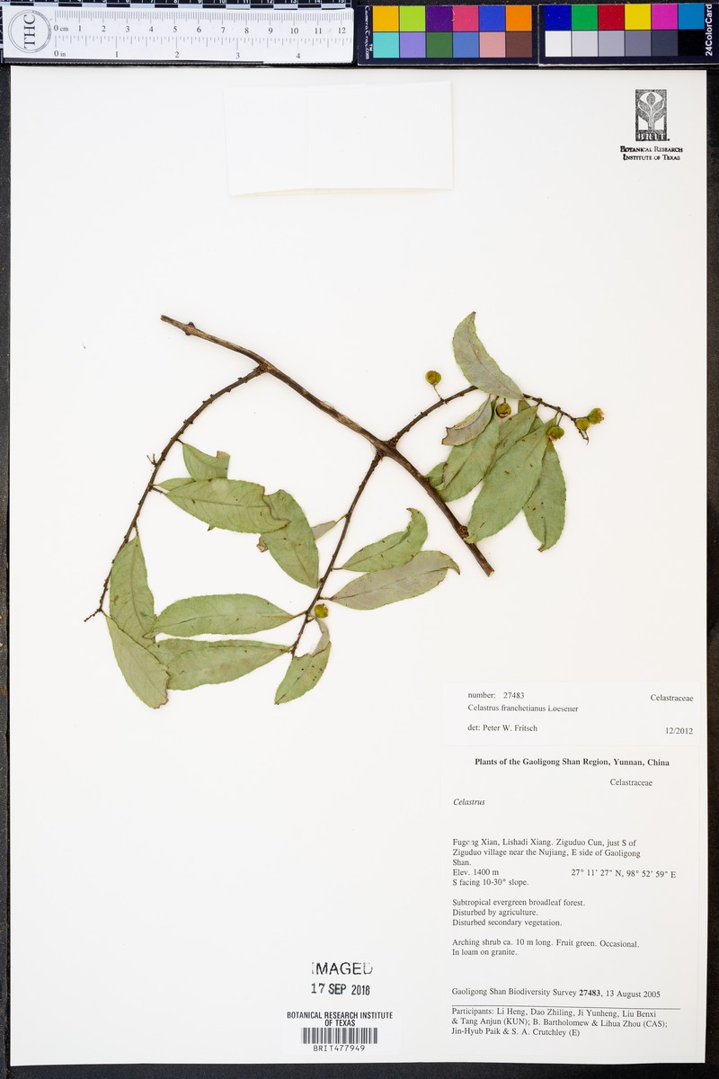 Celastrus franchetianus photo 2