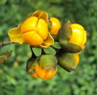 Oriental Bittersweet