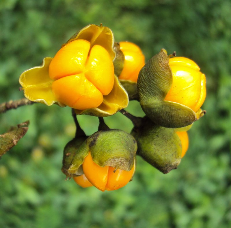 Oriental Bittersweet