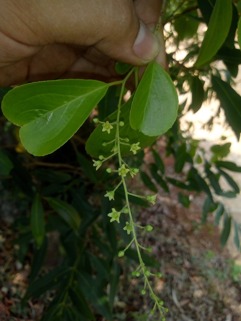 Celastrus paniculatus subsp. paniculatus