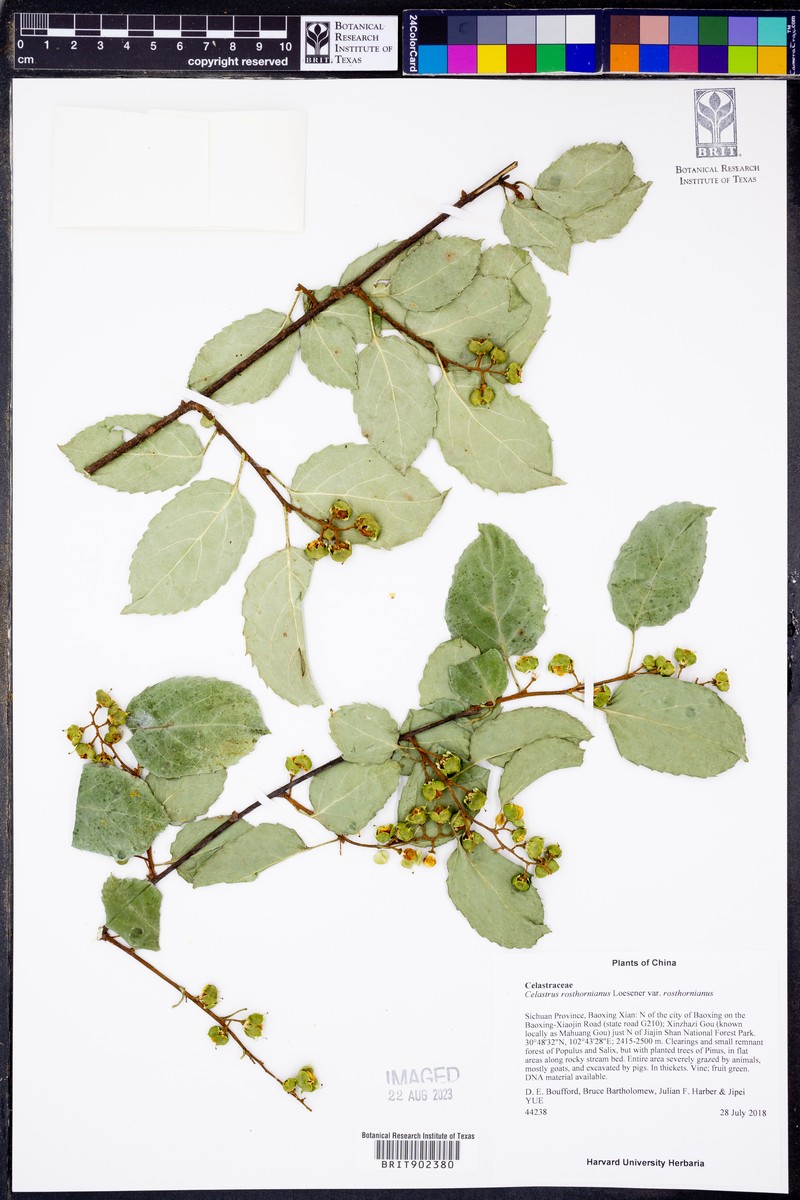 Celastrus rosthornianus var. rosthornianus