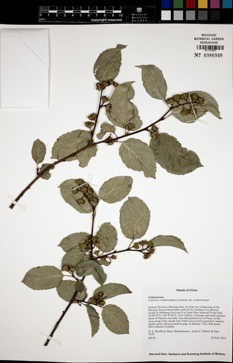 Celastrus rosthornianus var. rosthornianus photo 2