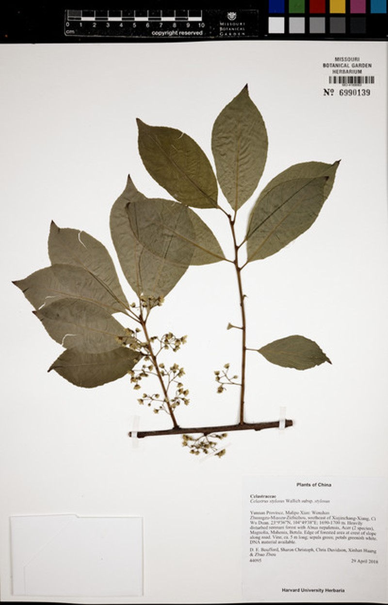 Celastrus stylosus var. stylosus