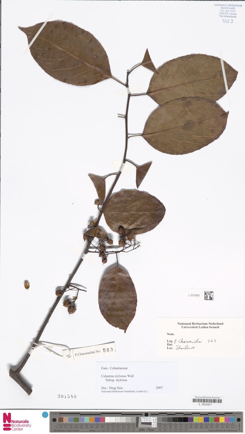 Celastrus stylosus var. stylosus photo 2