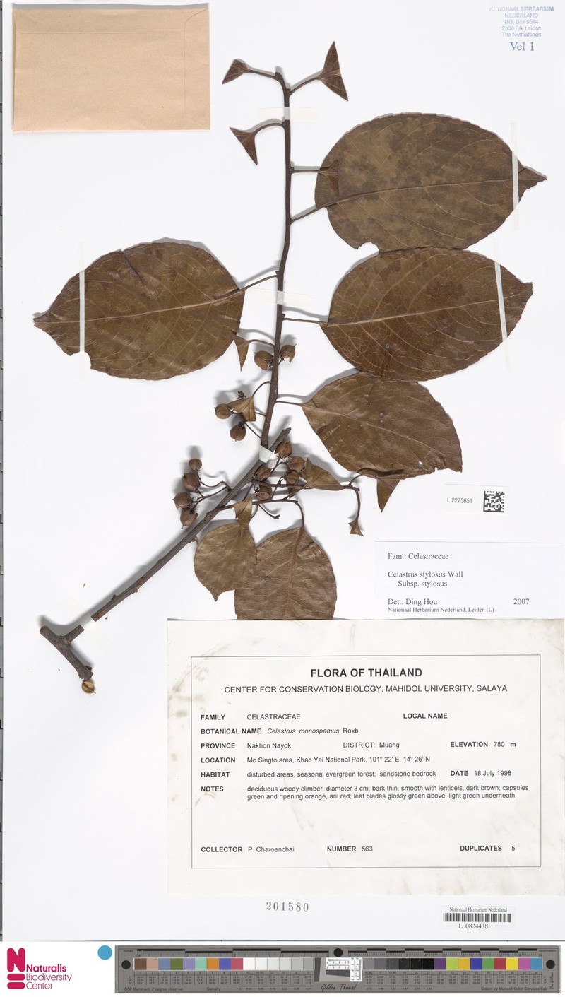 Celastrus stylosus var. stylosus photo 3