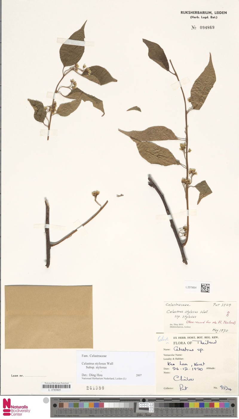 Celastrus stylosus var. stylosus photo 4