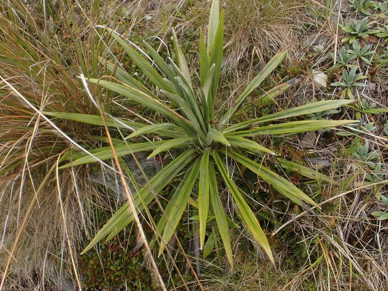 Celmisia × pseudolyallii photo 2