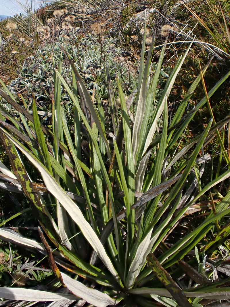 Celmisia × pseudolyallii photo 4