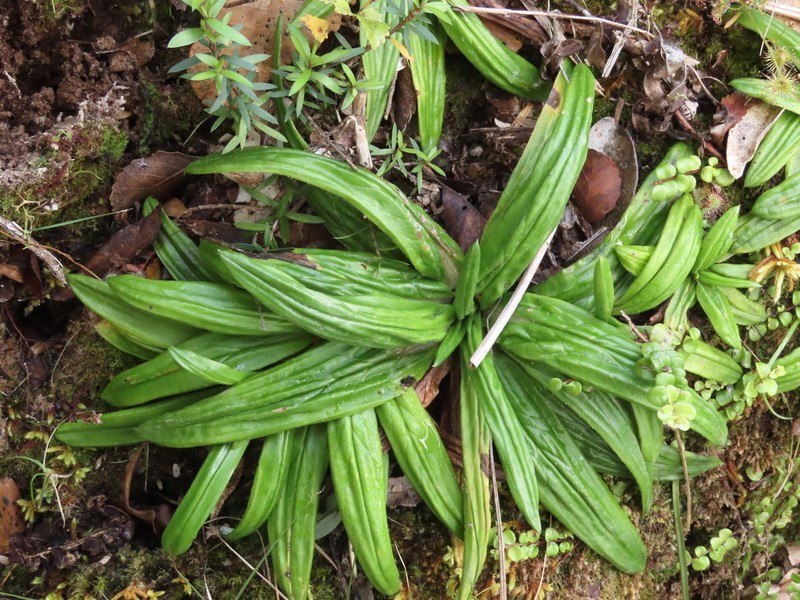 Celmisia adamsii
