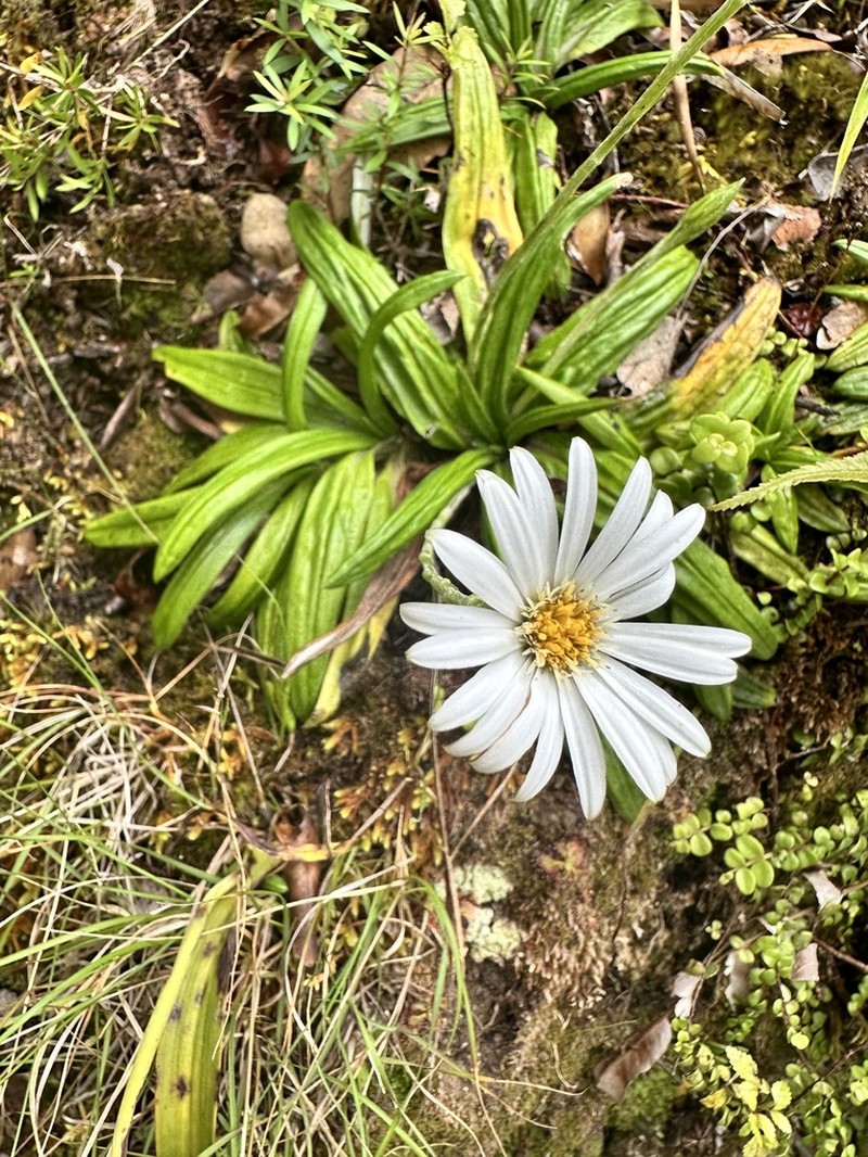 Celmisia adamsii photo 2