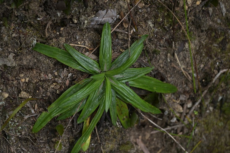Celmisia adamsii photo 3