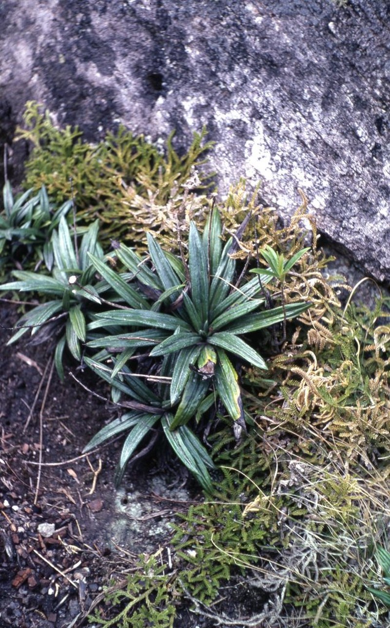 Celmisia adamsii photo 4