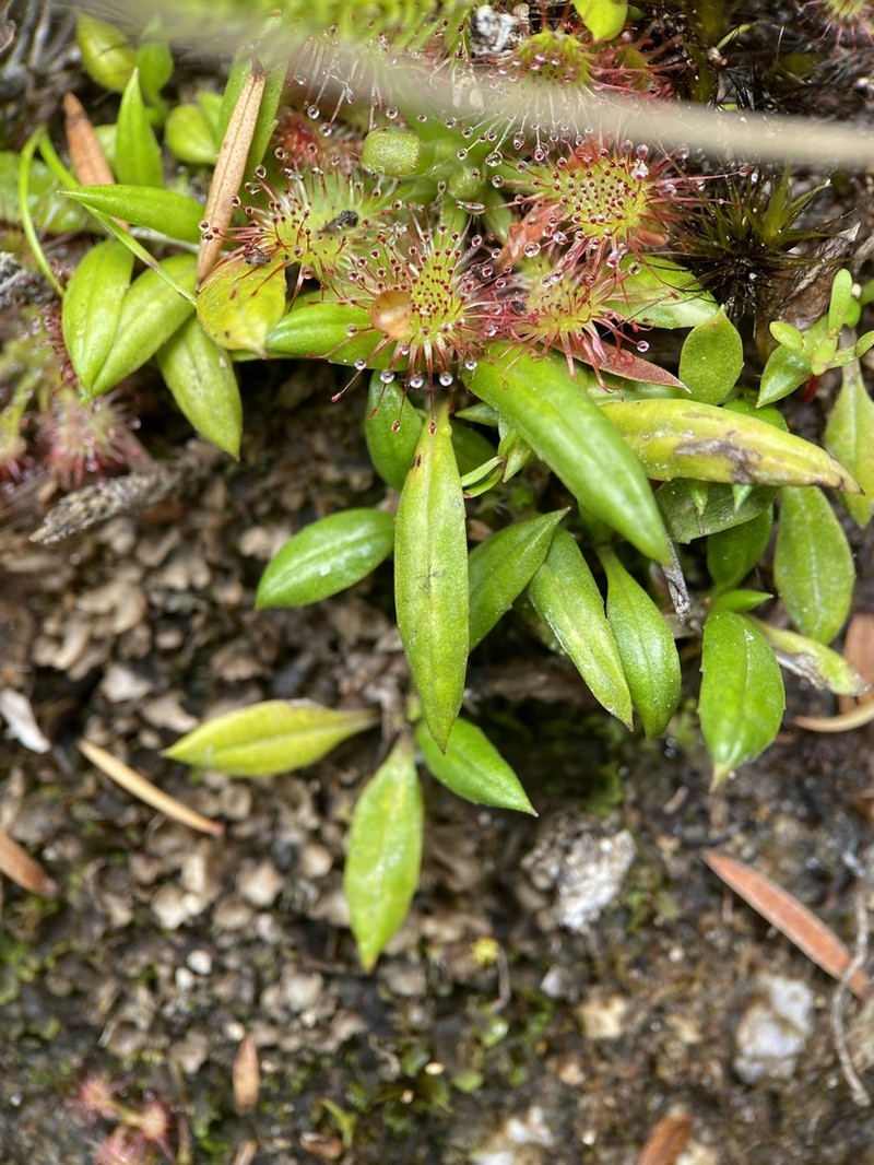 Celmisia adamsii photo 5
