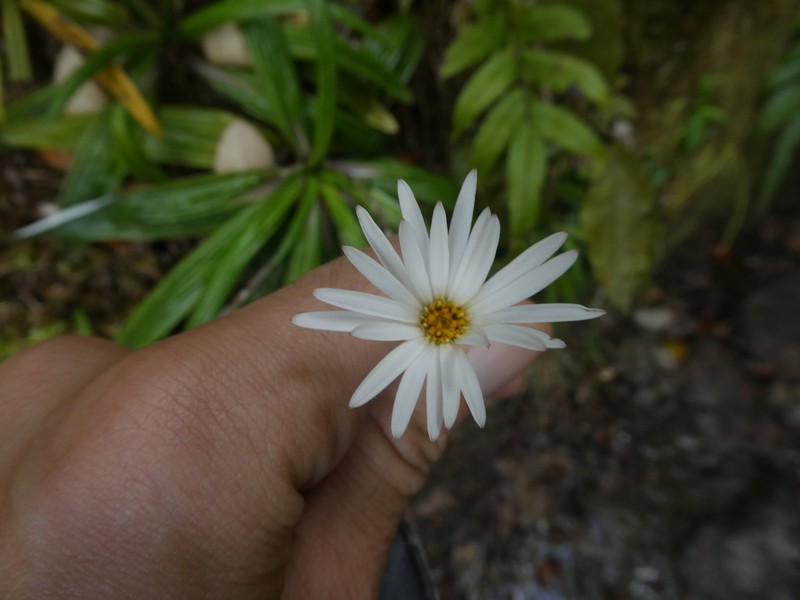 Celmisia adamsii photo 6