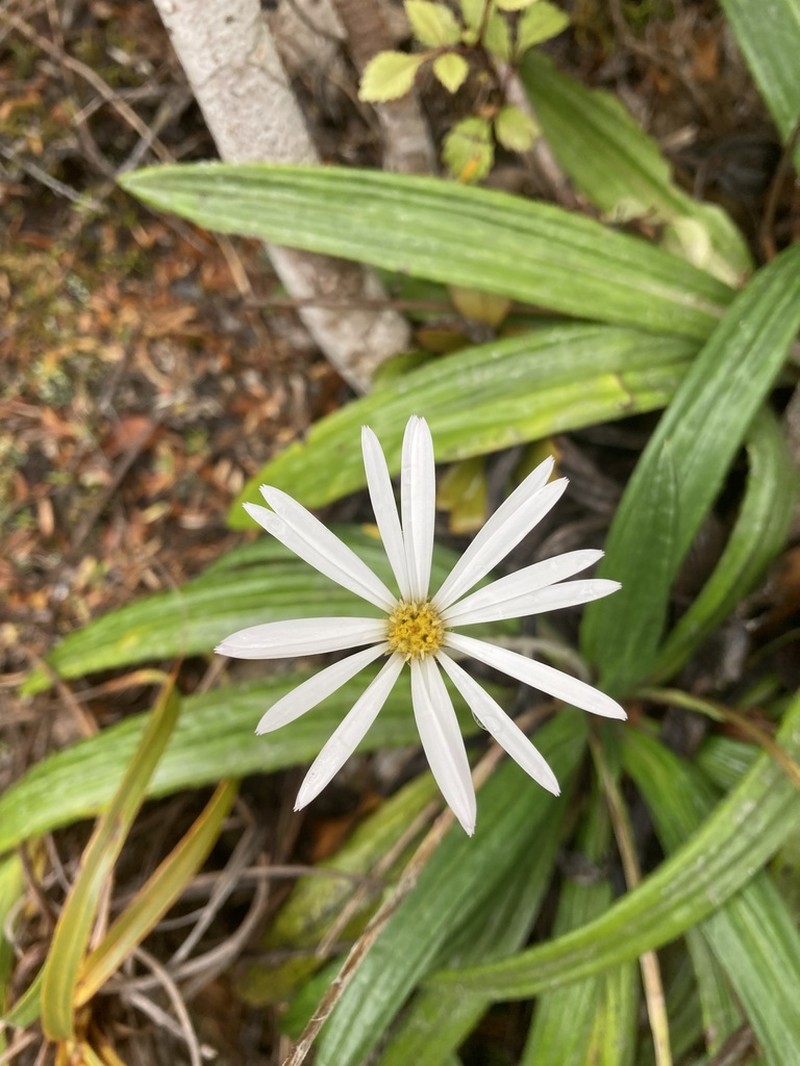 Celmisia adamsii photo 8