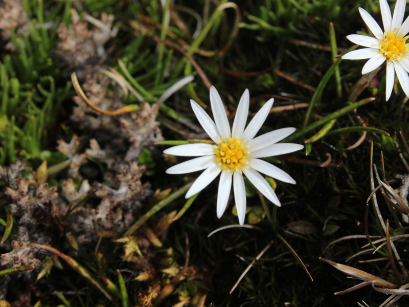 Celmisia alpina photo 2