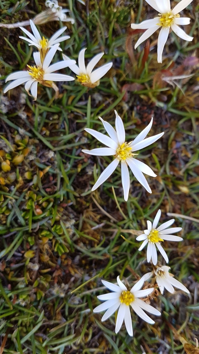 Celmisia alpina photo 3