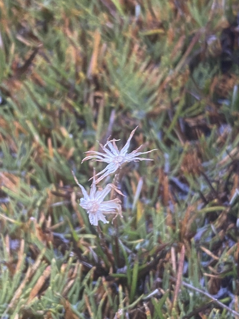 Celmisia alpina photo 4