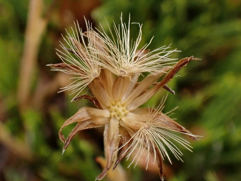 Celmisia alpina photo 5