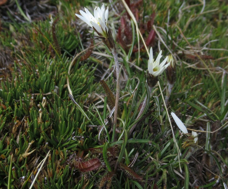 Celmisia alpina photo 6