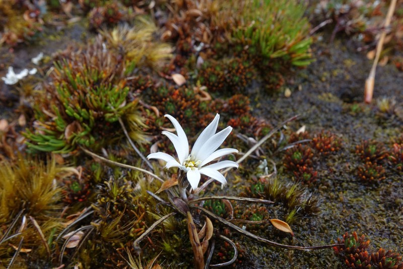 Celmisia alpina photo 7