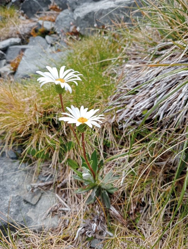 Celmisia angustifolia photo 2
