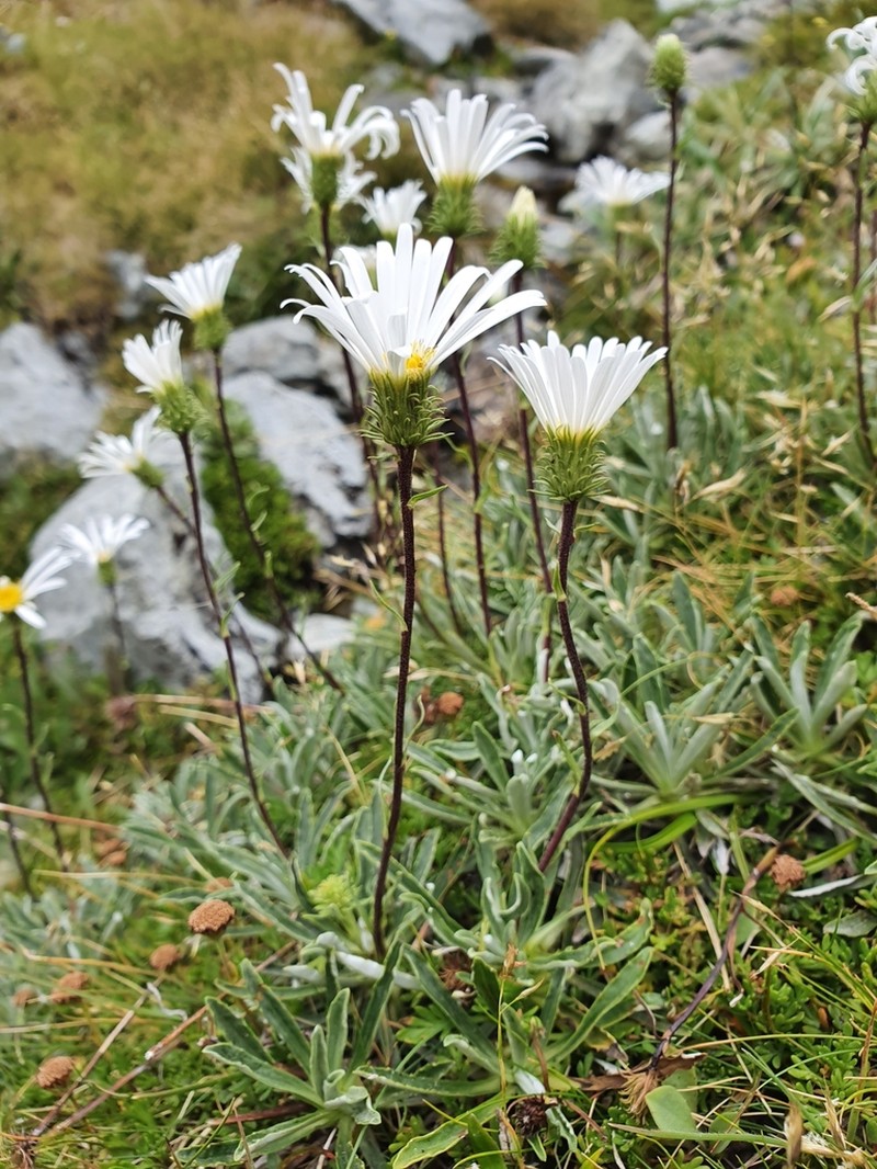 Celmisia angustifolia photo 3