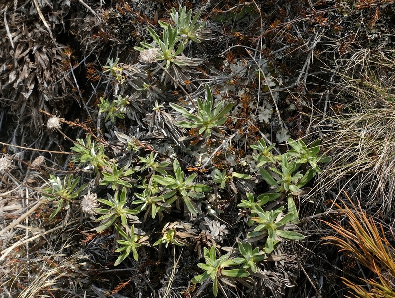 Celmisia angustifolia photo 4
