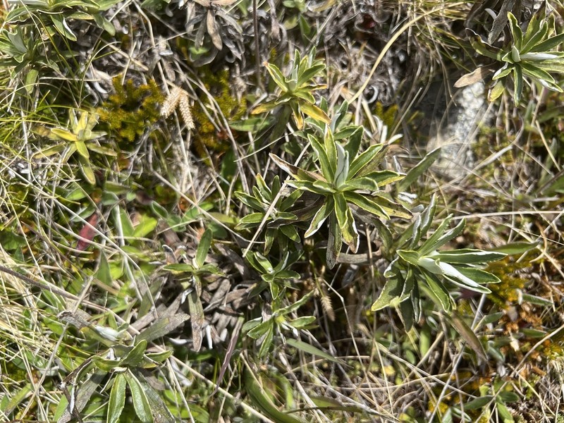 Celmisia angustifolia photo 5