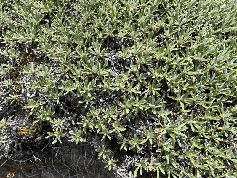 Celmisia angustifolia photo 6