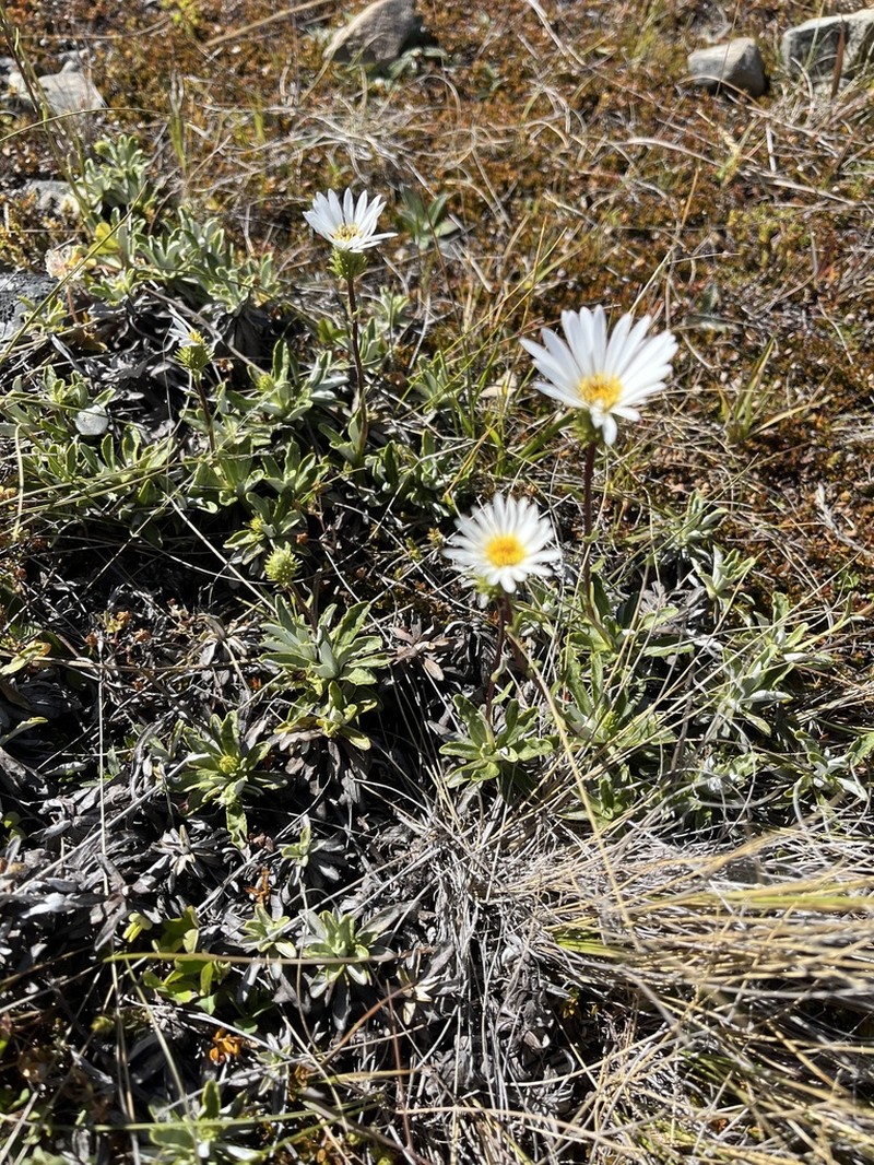 Celmisia angustifolia photo 7