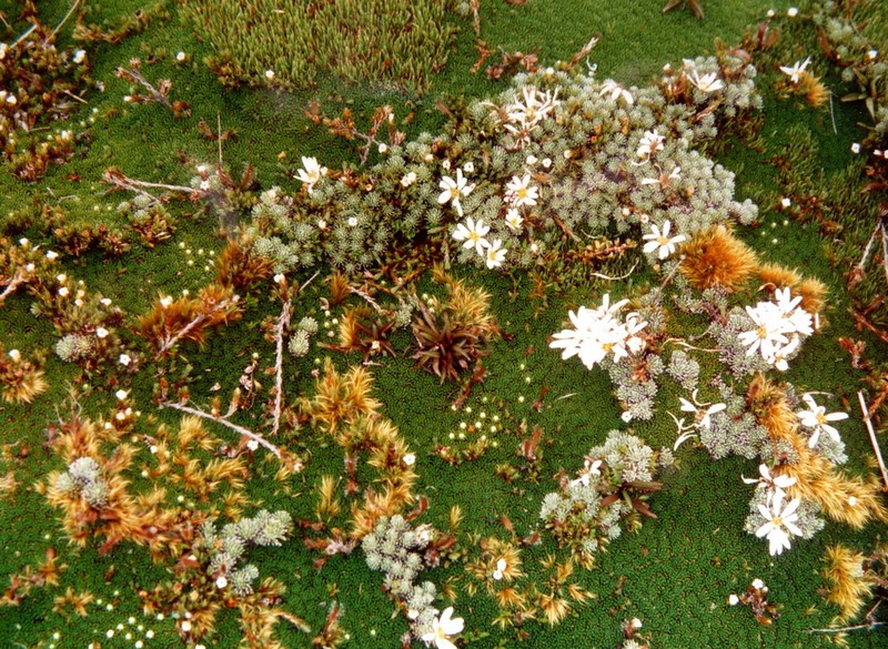 Celmisia argentea
