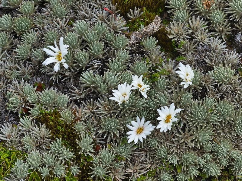 Celmisia argentea photo 2