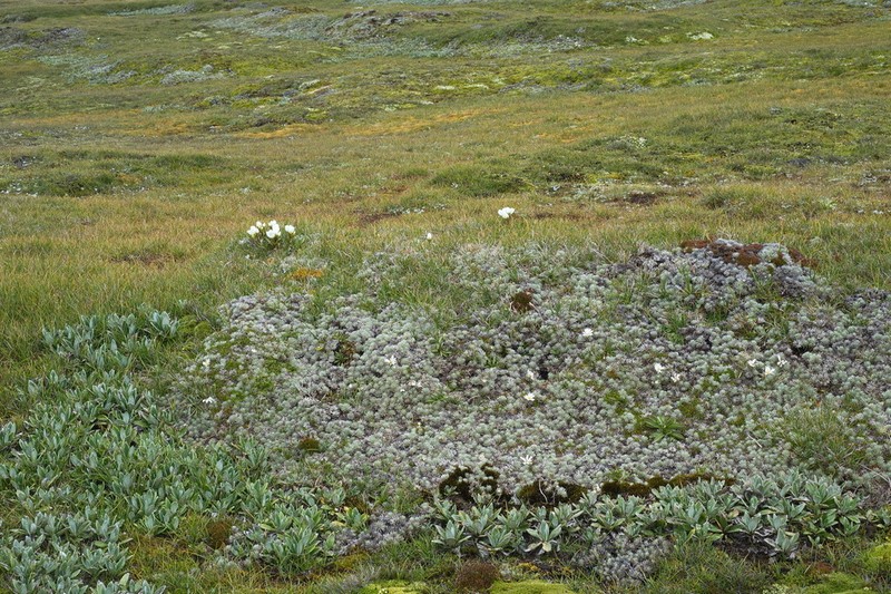 Celmisia argentea photo 3