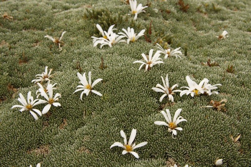 Celmisia argentea photo 4