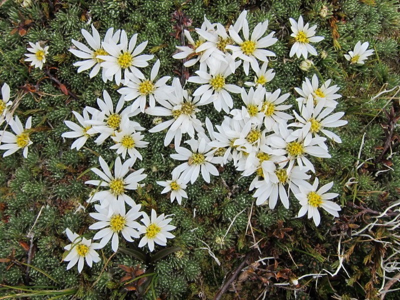 Celmisia argentea photo 5