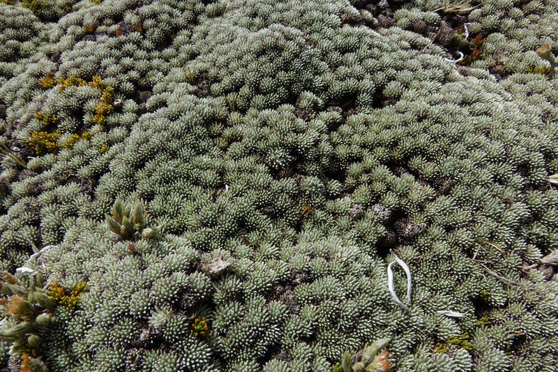 Celmisia argentea photo 6
