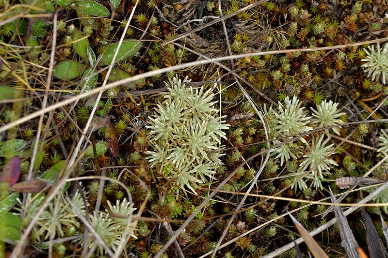 Celmisia argentea photo 7