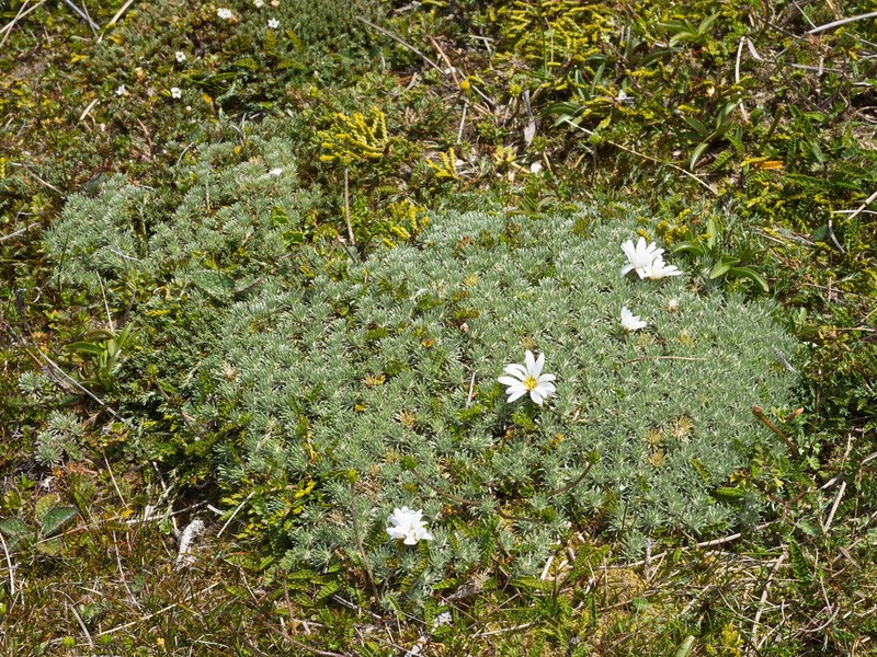 Celmisia argentea photo 8