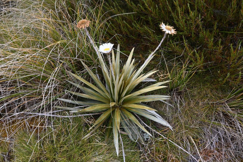 Celmisia armstrongii