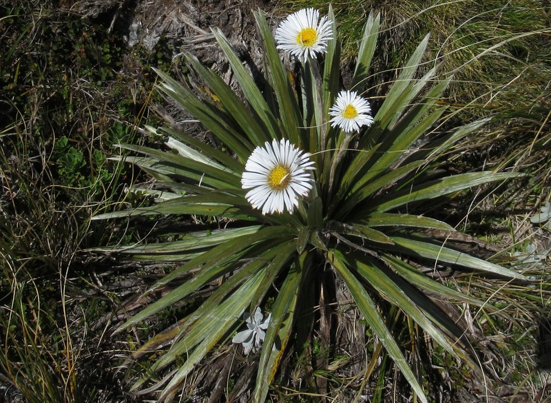 Celmisia armstrongii photo 2