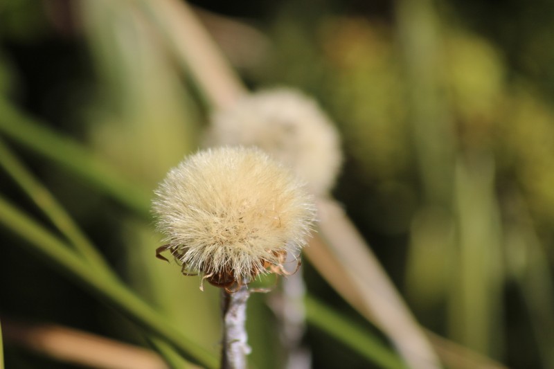 Celmisia armstrongii photo 3